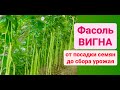 ФАСОЛЬ ВИГНА! Как вырастить? От посадки семян до сбора урожая! Дача Удачи