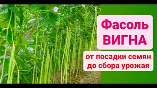 ФАСОЛЬ ВИГНА! Как вырастить? От посадки семян до сбора урожая! Дача Удачи