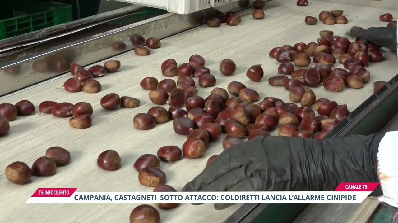 Castagneti della Campania sotto attacco: Coldiretti lancia l'allarme cinipide