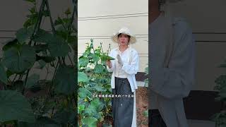 Master the Art of Identifying Cucumber Diseases: Angular Spot, Downy Mildew, &amp; More