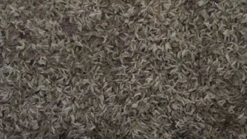 Rượu ngâm tắc kè, rượu ngâm bổ thận tráng dương