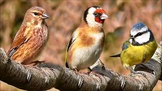 طيور الجزيرة العربية المغردة   اجمل الاصوات العذبة Birds sing