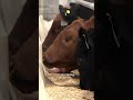 Alberta cattle producers say expenses keep going up