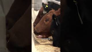 Alberta cattle producers say expenses keep going up