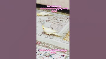 تلاوه عطره من الذكر الكريم #اكسبلور #cutebird #birds #foryou