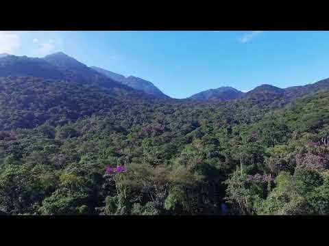 The great forest drone footage Videos No Copyright Relaxing Music for Sleep, Meditation