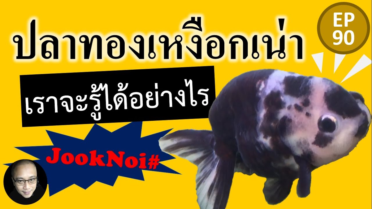 โรคเหงือกเน่า ฝึกเปิดเหงือกปลาทองเพื่อตรวจ EP90