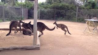 Kangaroo vs Emu News