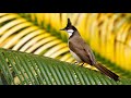 معلومات لا تعرفها عن طائر البلبل قادر على فهم الانسان 