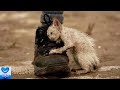 孤独に耐えてきた一匹の野良猫。周囲からの愛情を生涯探し求め続けた姿に涙が止まらない・・・【感動】