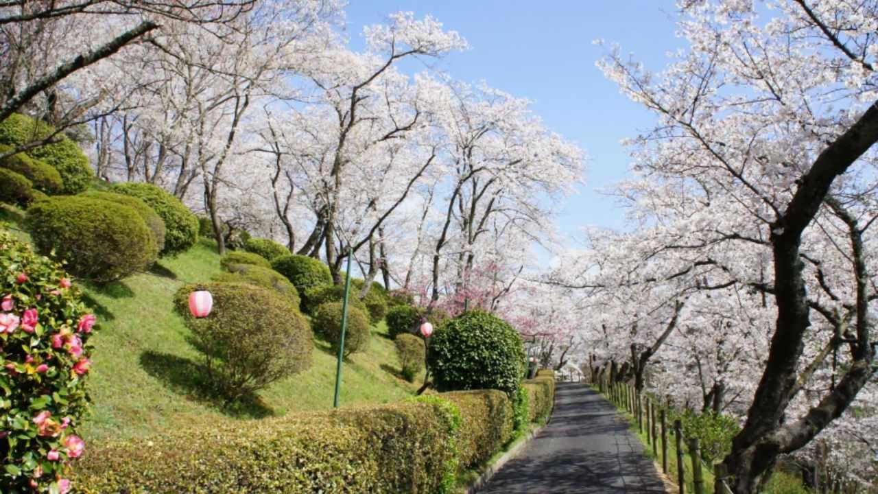 Cherry blossom viewing at Handayama Botanical Garden - YouTube