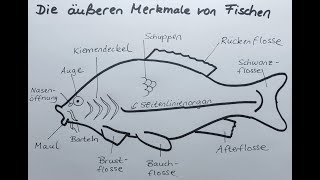 Biologie Tiere Sabine Eckhardt Klassenarbeiten Arbeitsblatt