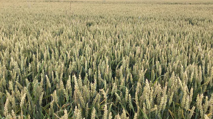 wheat and corn, in  Germany