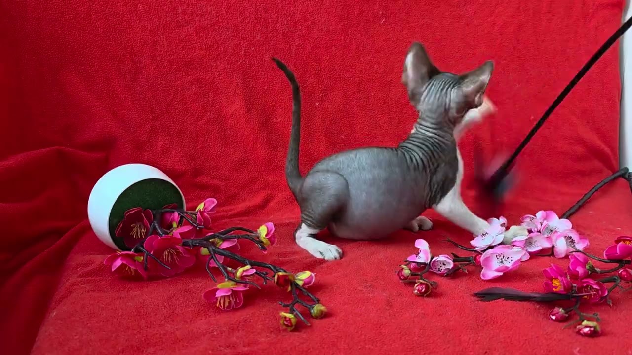 Zephyr Devon Rex Chocolate Male