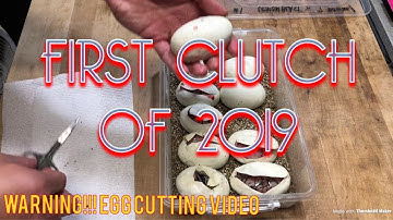 HATCHING BALL PYTHON EGGS!!! Our first clutch for 2019