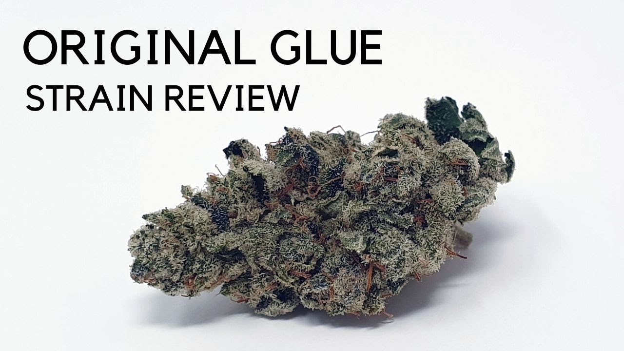 Original Glue / GG4 Strain Review - YouTube.