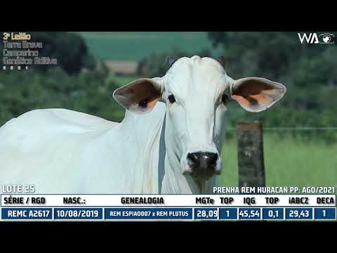 LOTE 25 - REMC A2617 - 3º LEILÃO TERRA BRAVA, CAMPARINO E GENÉTICA ADITIVA