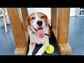 My sweet baby beagle doglover beagle madamebiang09