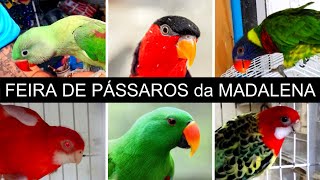 Feira de Pássaros, Pets e Acessórios da Madalena  #passaros #criarpassaros