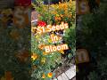 Wildflowers from Dollar Tree seeds are blooming! #gardening #budgetgarden #wildflowers #diygardening