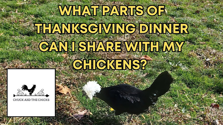What Parts Of Thanksgiving Dinner Can I Share With My Chickens?