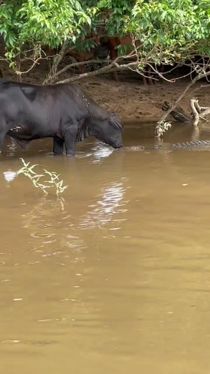 Cow Kisses a Crocodile || ViralHog