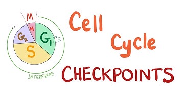 Checkpoints of the Cell Cycle - Cell Division - Biology