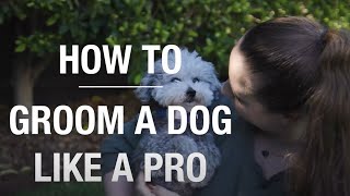 How to Groom a Dog Like a Pro - Bunnings Warehouse