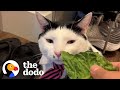 Cat has the most dramatic reaction to every smell   the dodo cat crazy