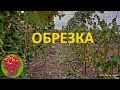 @Обрезка винограда осенью  Предварительная  Виноград 2021