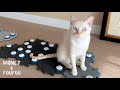 猫用ボタン、置き場所変えたらこの反応😳