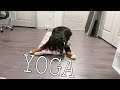 Trying To Do Yoga With A Bernese Mountain Dog