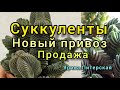 Суккуленты.Новый привоз.18 ноября.