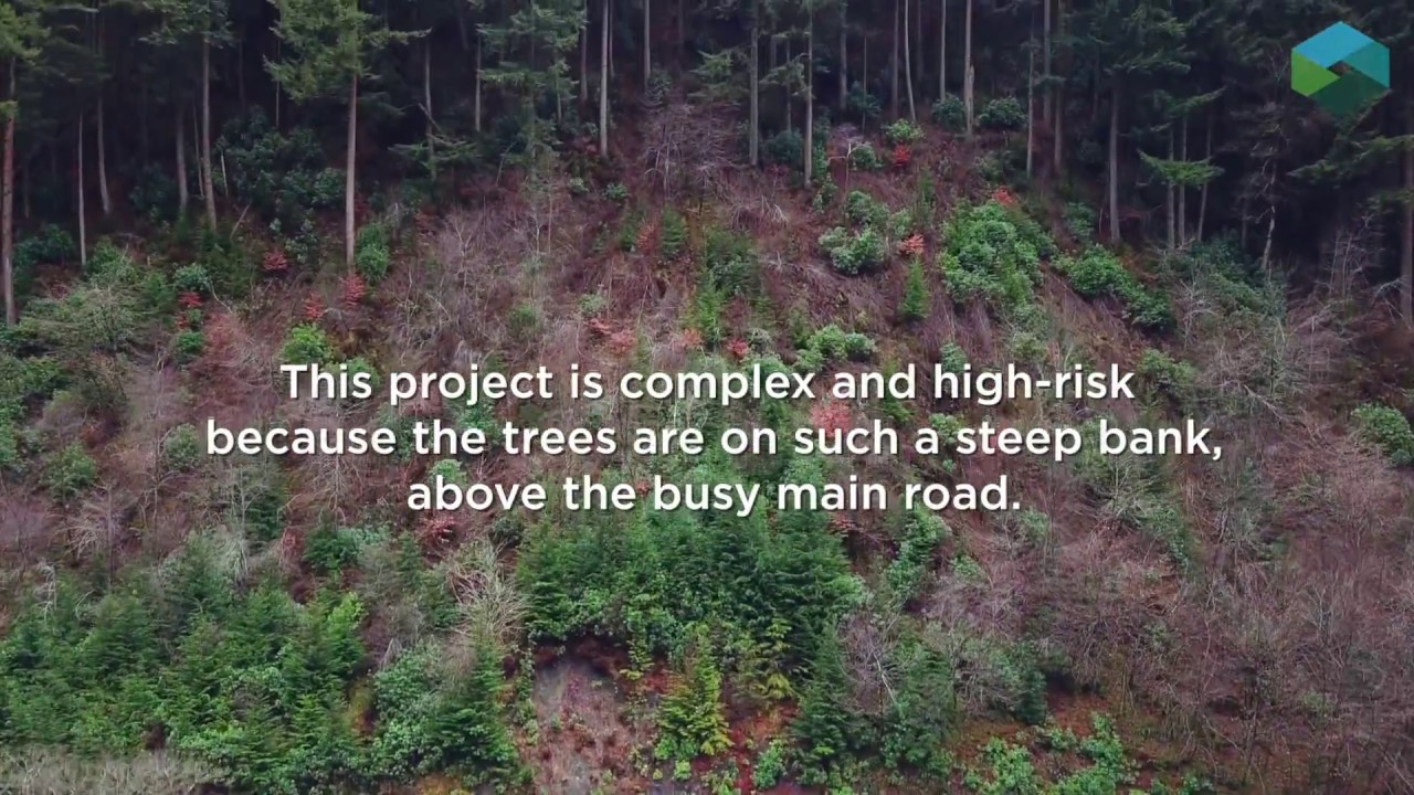 #Forestry #Timber #Trees #Felling #BontEvans #Ceinws #A487 #Traffic Bont Evans Tree Works and Stabilisation (BETWS) project