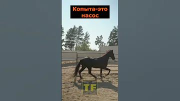 Уникальные свойства копыт лошадей о которых не каждый знает