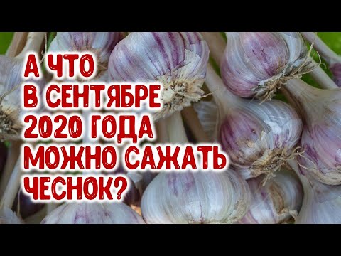 А что в сентябре 2020 года можно сажать чеснок? Агрогороскоп на сентябрь 2020