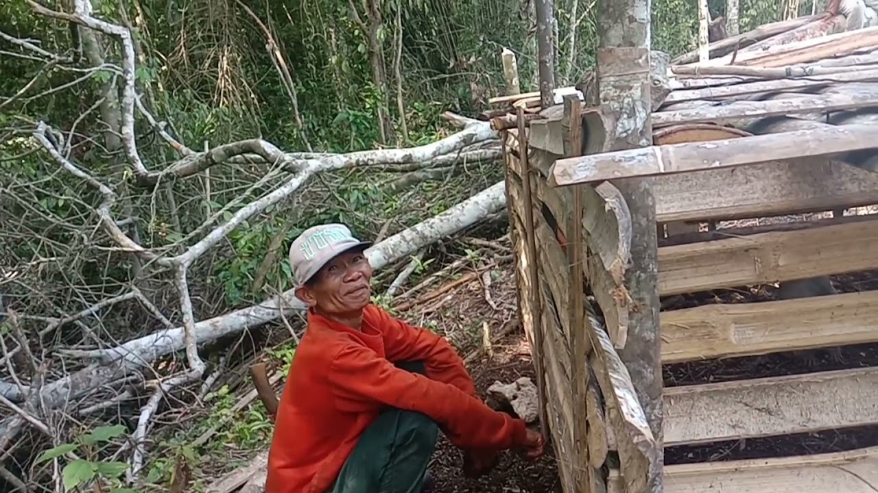 Perangkap Monyet#yang jitu#Hama Jagung#Kacang Tanah