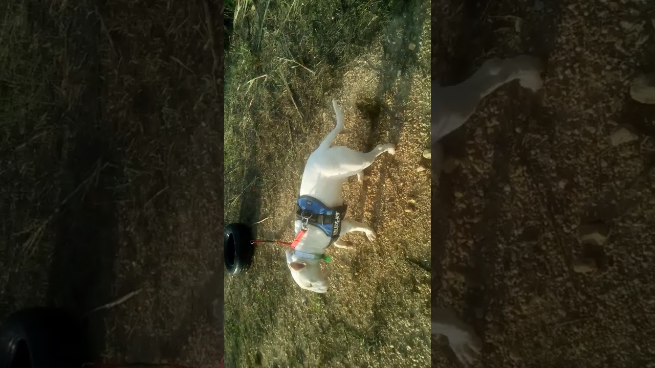 Bull terrier armada 34