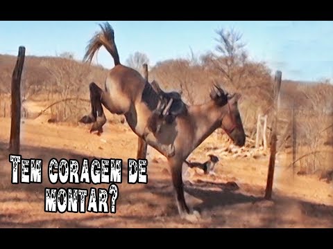 Cavalo pulando(e quebrando)cerca! 