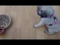 How to teach your puppy to wait for his meals - Adolescent Dogs. Training Disni, How to teach your puppy to wait for his meals - Adolescent Dogs. Training Disni,