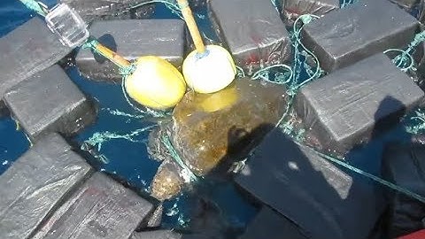 Sea turtle rescued after becoming tangled in 26 bales of cocaine