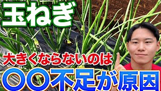 【理由がわかる】玉ねぎ栽培で対策をしてるのに大きくならないのは〇〇が不足してるからです