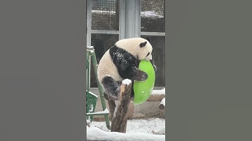 Menglan plays in the snow, and prince supports Beijing during the off-season tourism #panda