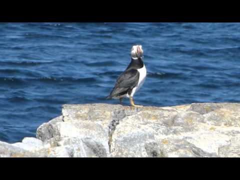 Video: Elliston Puffins: Cara Melihat Burung-burung Mengagumkan Di Newfoundland