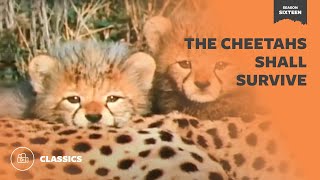 The Cheetahs Shall Survive | Mutual of Omaha&#39;s Wild Kingdom