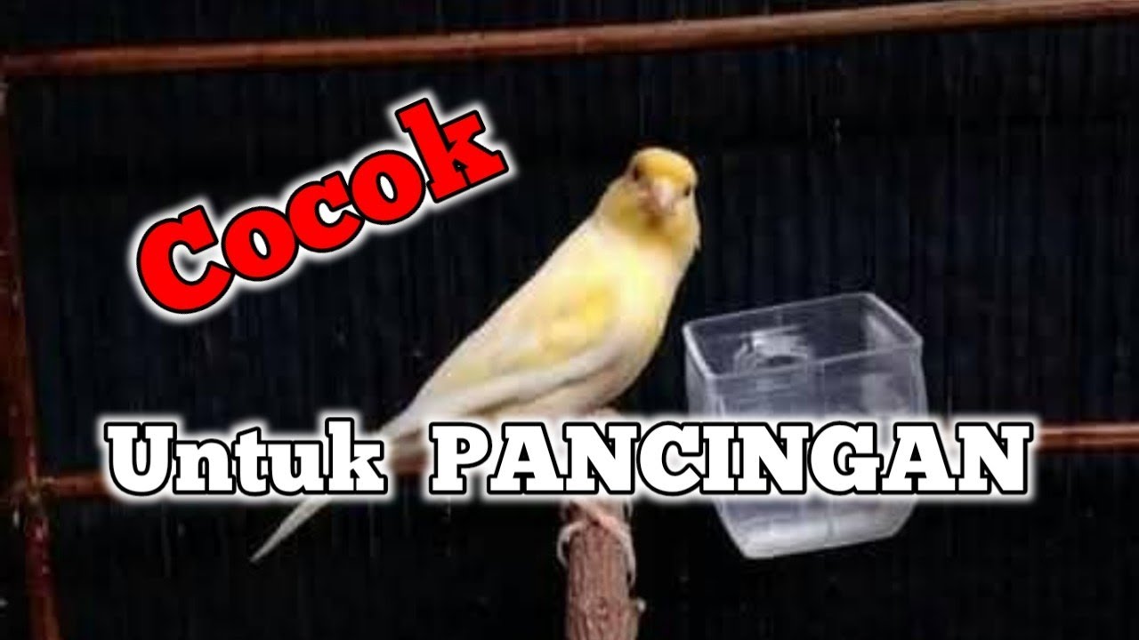 Suara burung kenari gacor jernih