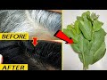 White Hair To Black Naturally Permanent With Guava Leaves / 100% Works At Home