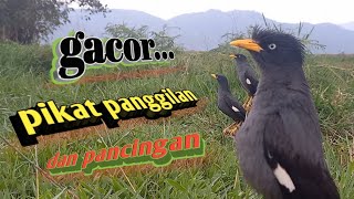 suara jalak kebo pikat gacor,suara full untuk pikat,pancingan jalak kebo auto gacor...