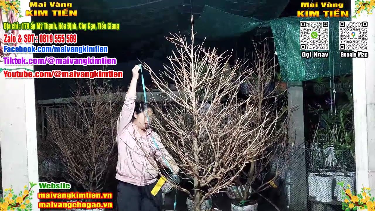 Mai Vàng Nhiều Nụ Đón Tết Bao Ship Toàn Quốc - Mai Vàng Kim Tiền Chợ Gạo