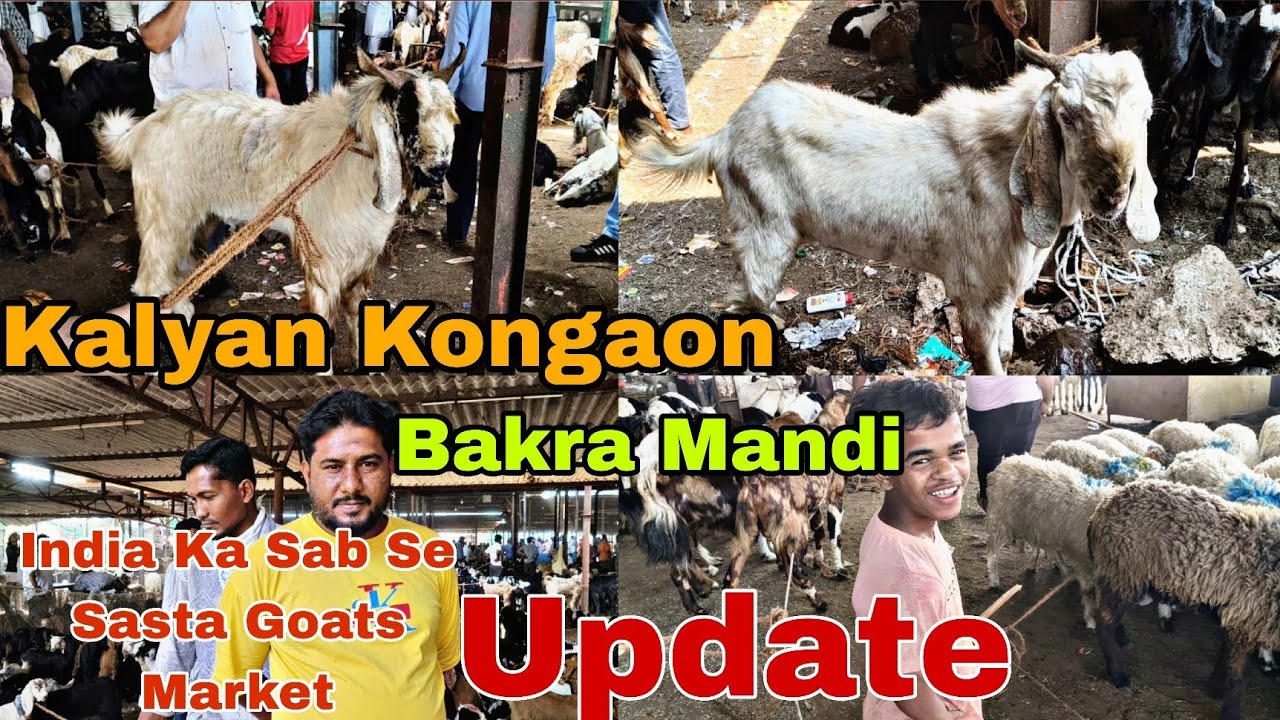 Kalyan Kongaon Bakra Mandi Update Saste Goats Market 